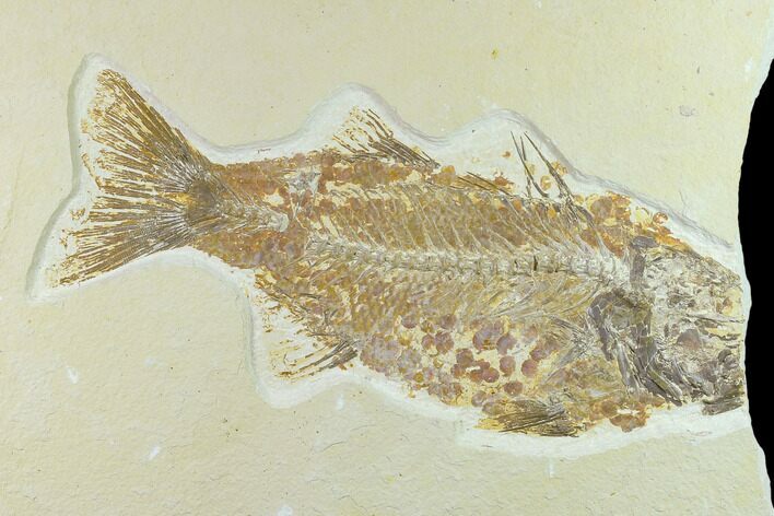 Bargain 10.1" Fossil Fish (Mioplosus) - Uncommon Species